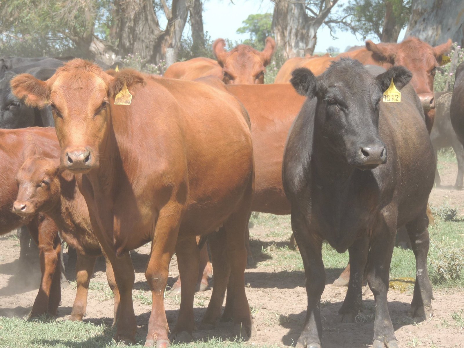 Vacas 2011, 2012, 2013 con terneros