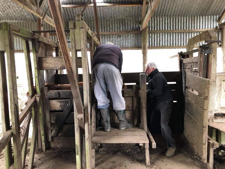 Trabajo en Corrales